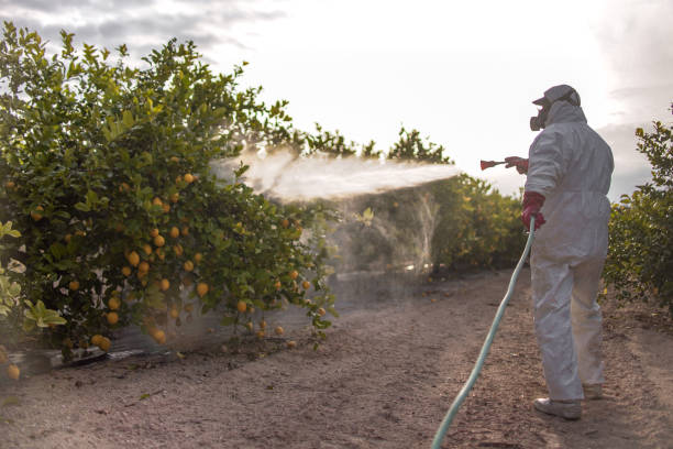 Best Affordable Pest Control Services  in Chickasha, OK