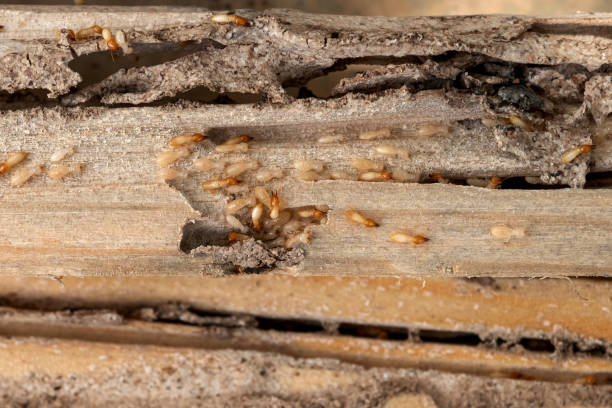 Best Best Pest Control Companies  in Chickasha, OK